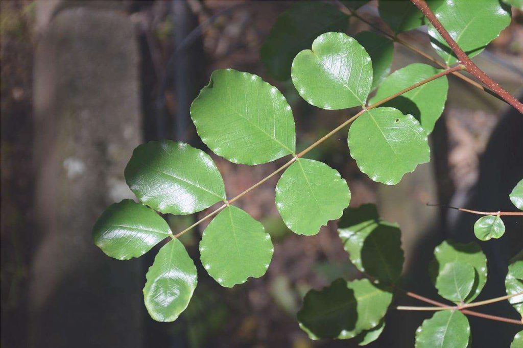 hojas de ceratonia siliqua