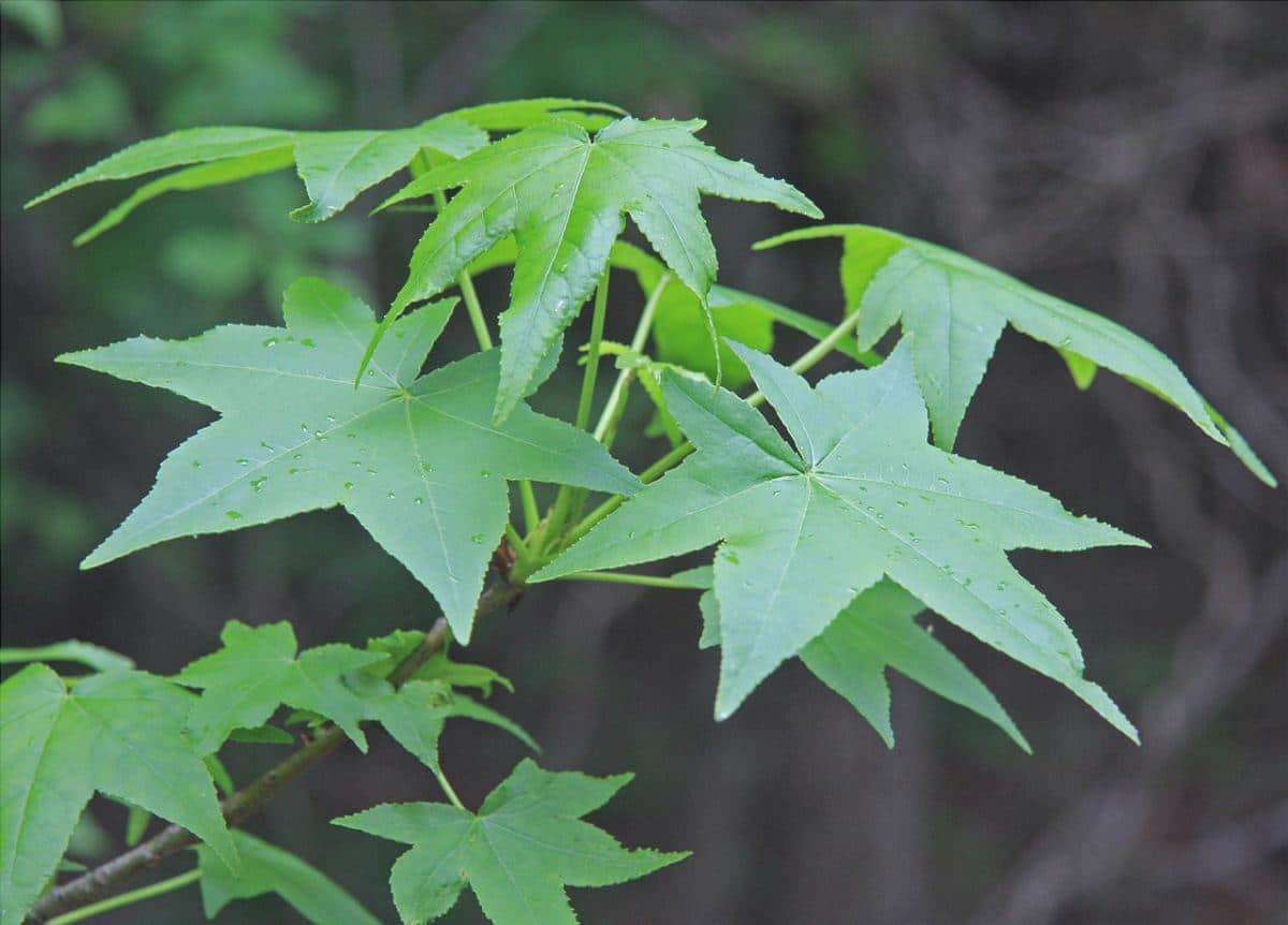 Il Liquidambar styraciflua è un albero molto coltivato.