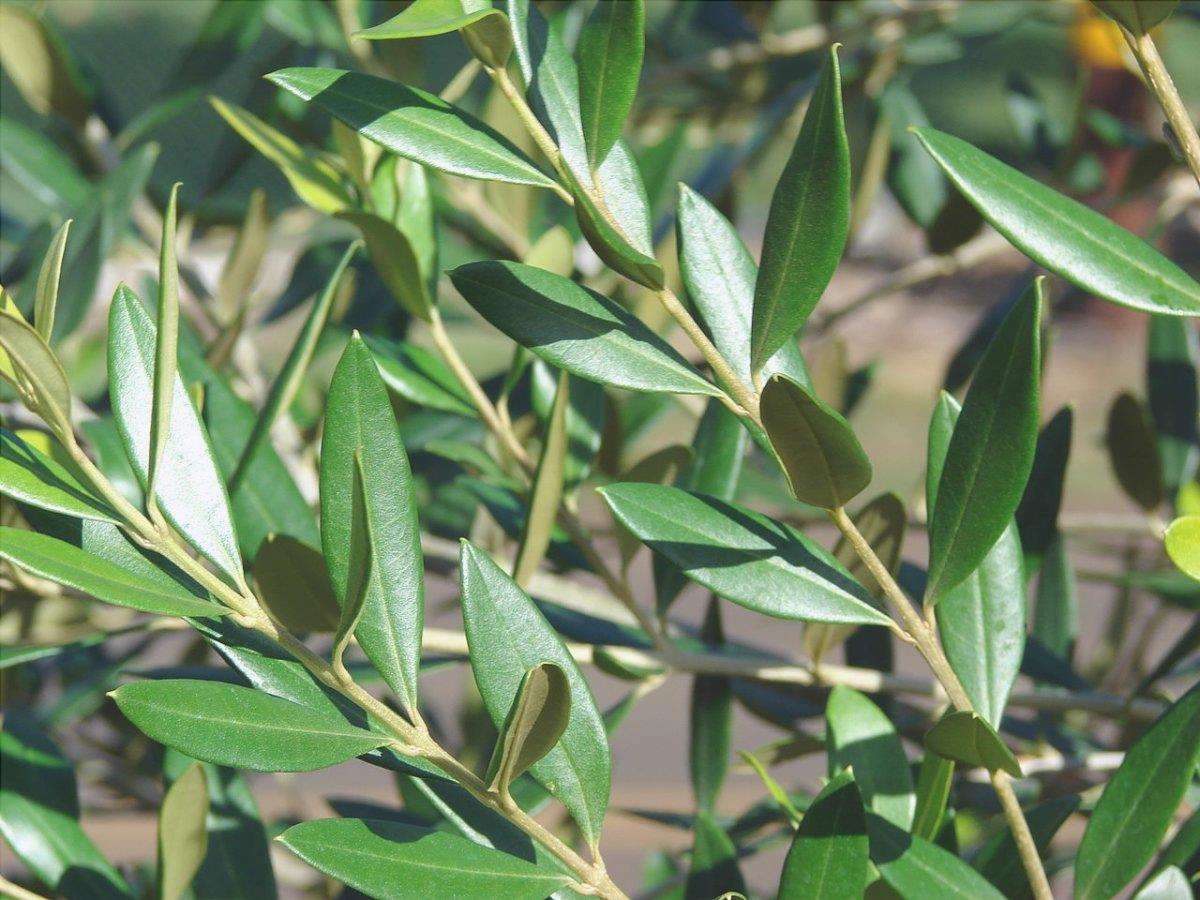 Le foglie dell'olivo sono piccole per resistere alla siccità