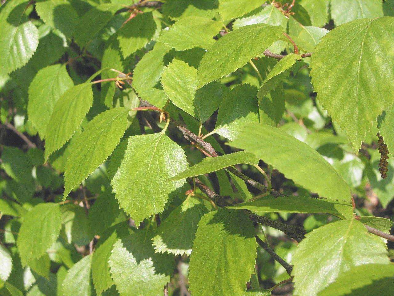 Le foglie di Betula pubescens sono verdi.