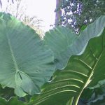 hojas muy grandes y verdes llamadas oreja de elefante