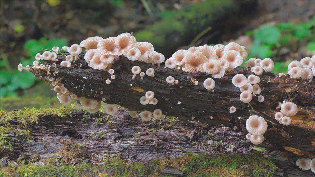 funghi nel tronco