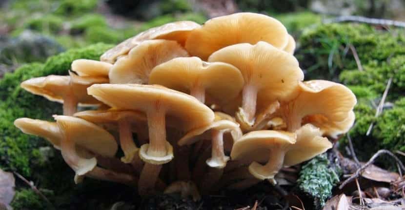 Caratteristiche principali dei funghi