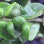 Vista delle foglie di Hoya carnosa f. compacta