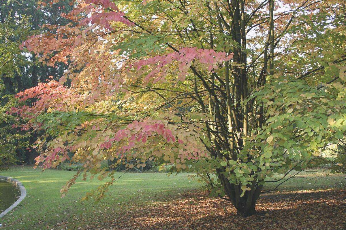 Il katsura è un albero che diventa rosso in autunno.