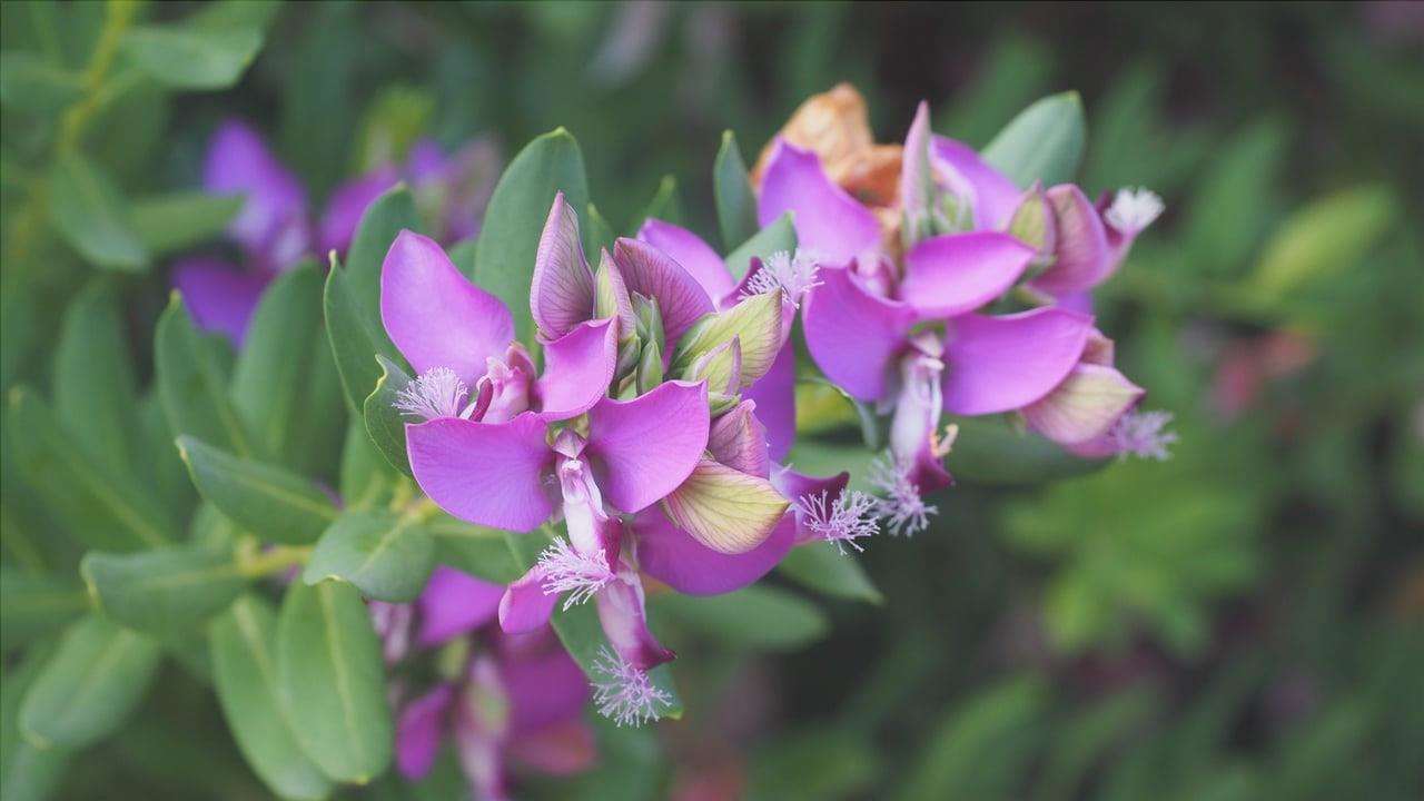 Cape milkvetch è un arbusto resistente al sole e al vento.