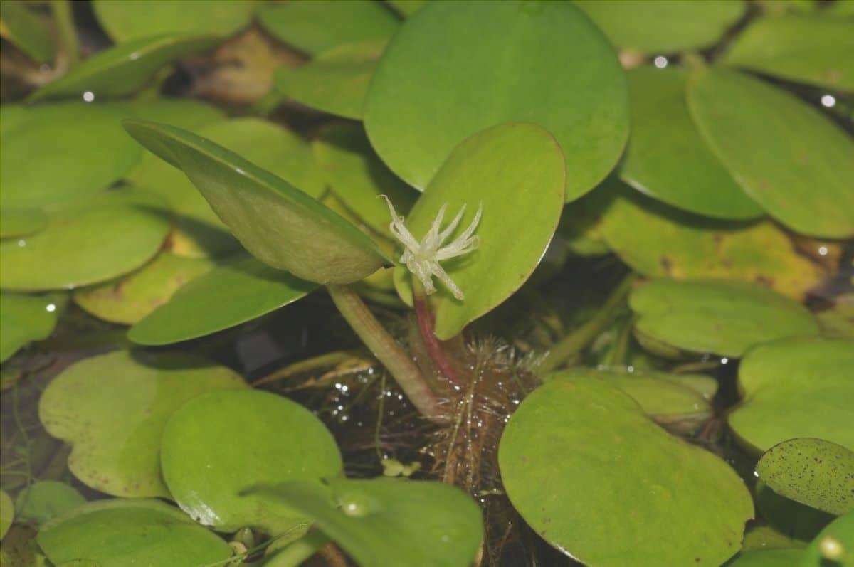 Il limnobium è una pianta acquatica galleggiante.