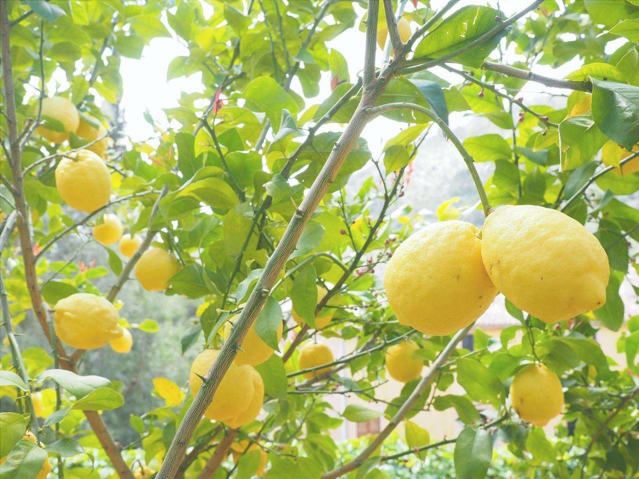 Il limone è un albero da frutto sempreverde.
