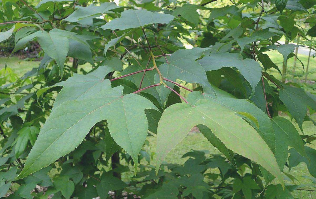 Liquidambar acalycina è un albero deciduo.