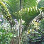 La lodoicea è una palma tropicale.
