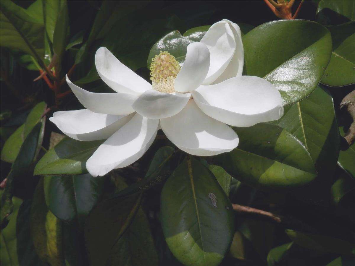 La Magnolia grandiflora è un grande albero.