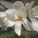 La Magnolia kobus produce fiori bianchi