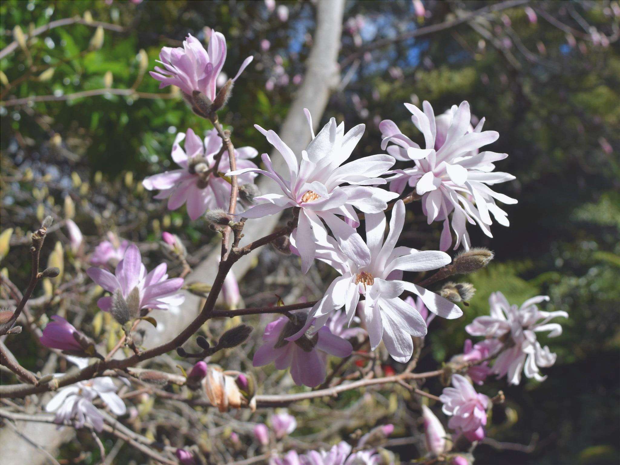 I fiori della Magnolia stellata Rosea sono rosati.