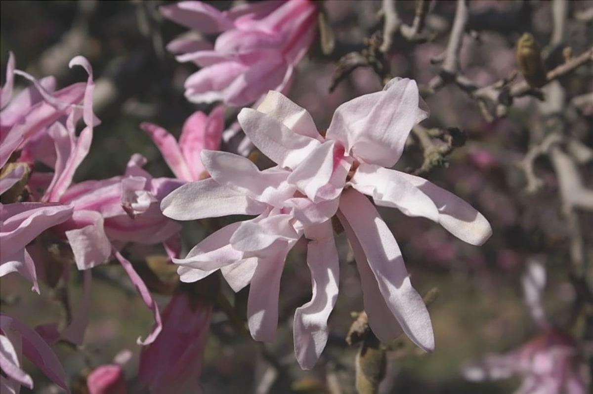 La Magnolia stellata può avere fiori rosa