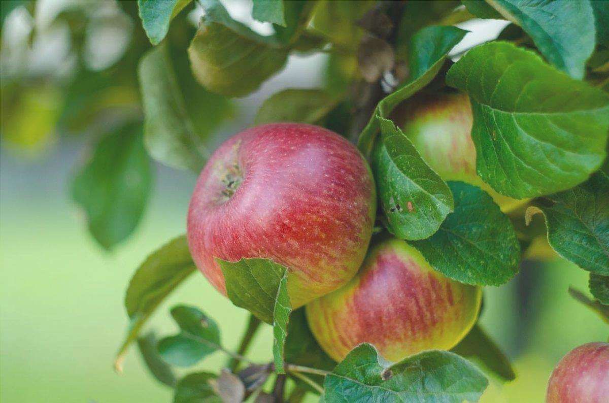 Il melo produce frutti commestibili anche in terreni calcarei.