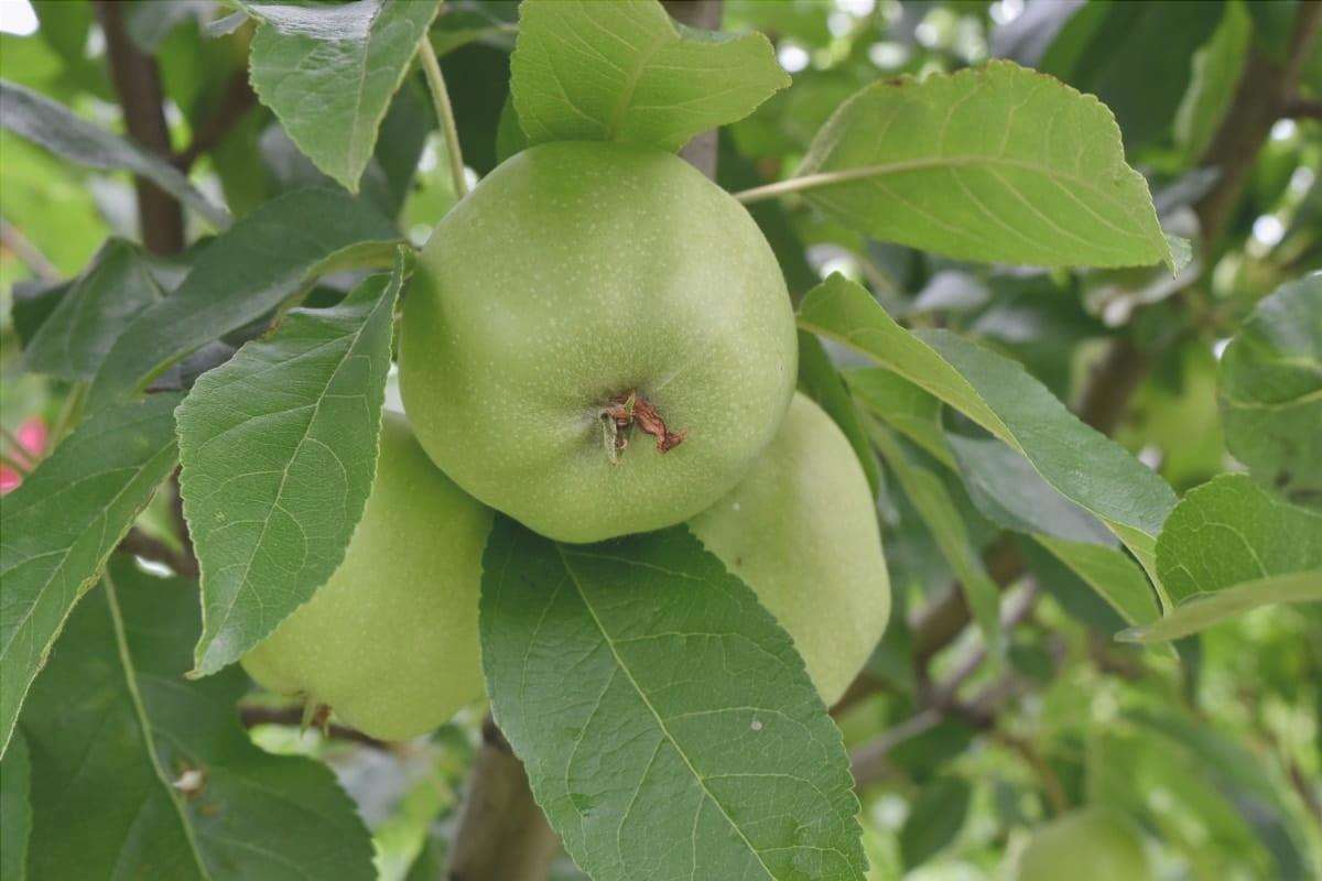 Vista dell'albero di mele