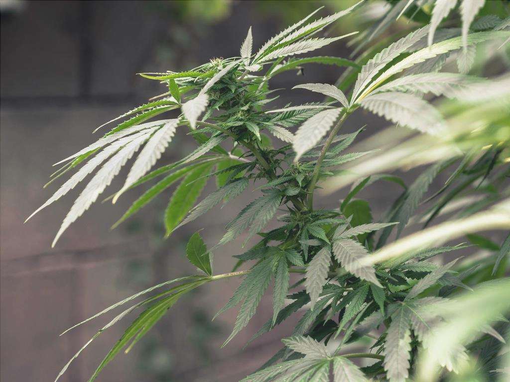 I semi di marijuana possono essere fotodipendenti o autofiorenti.