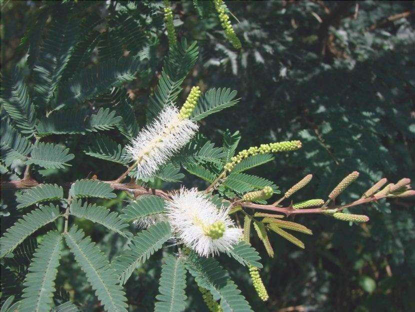 La Mimosa hostilis è una pianta tropicale.