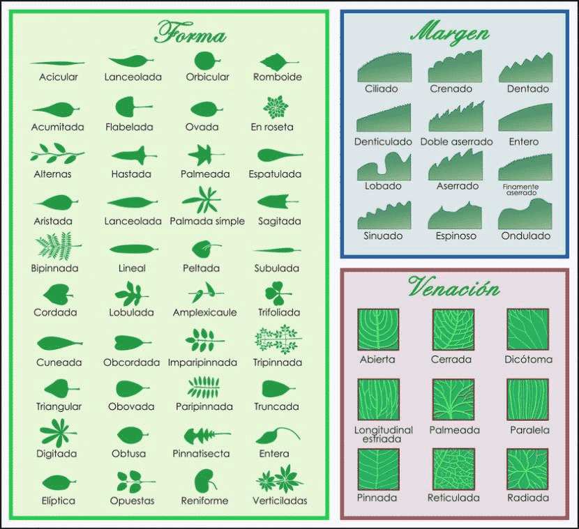 Morfologia delle foglie