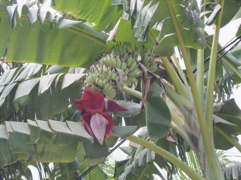 La Musa acuminata è un banano commestibile.