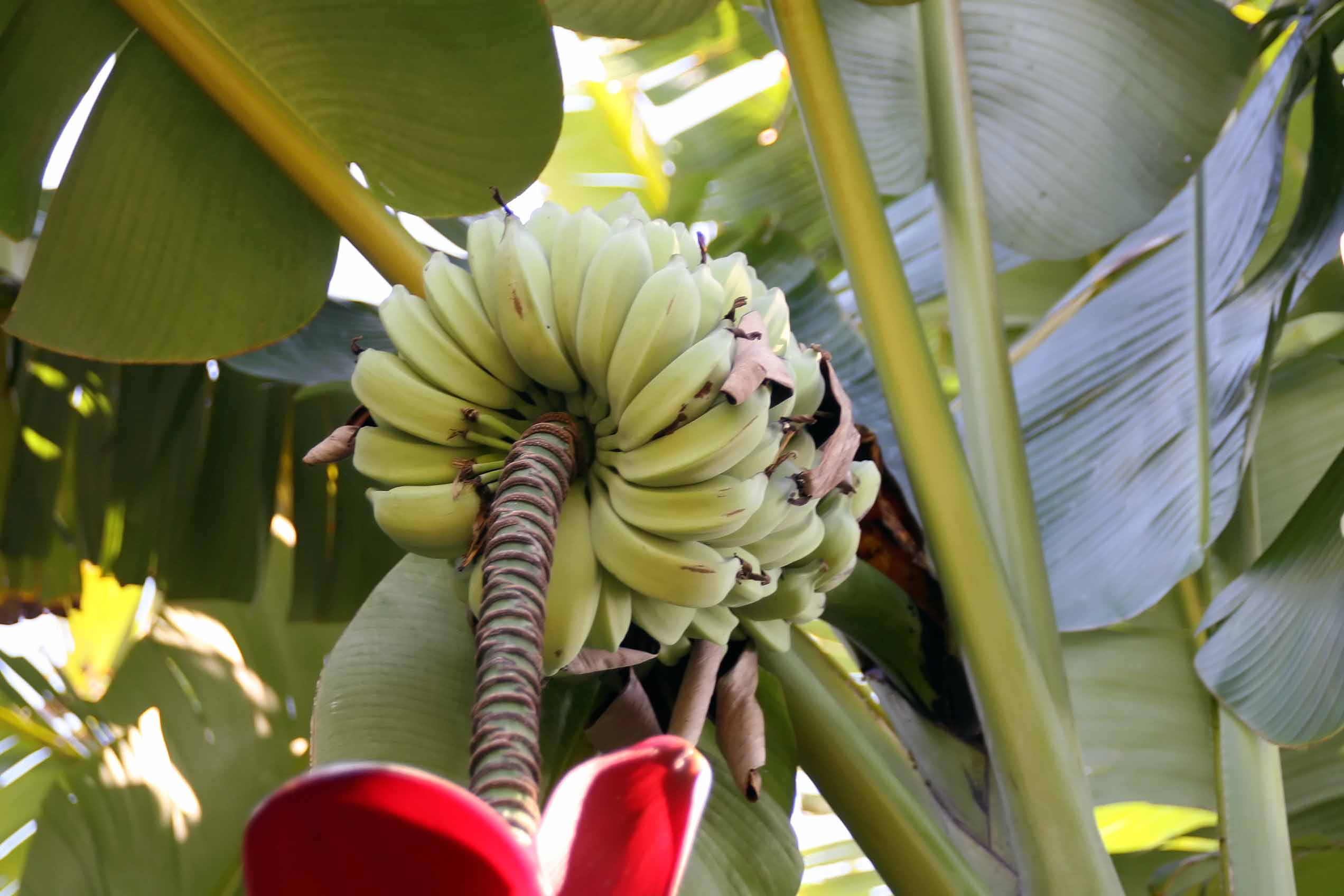 Cura del banano maschio, una pianta di crescita molto veloce