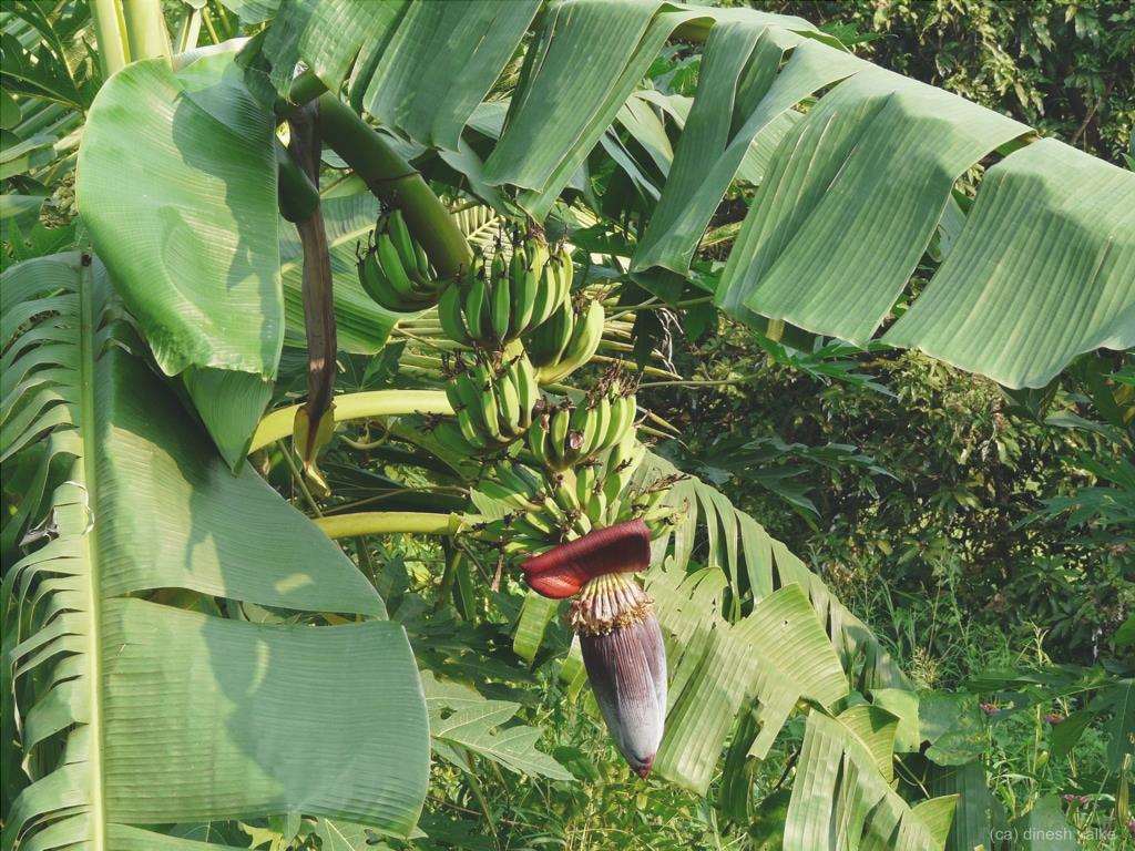 La Musa paradisiaca è un bellissimo banano.