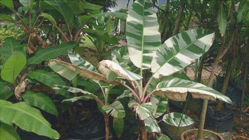 La Musa variegata è una bella pianta.