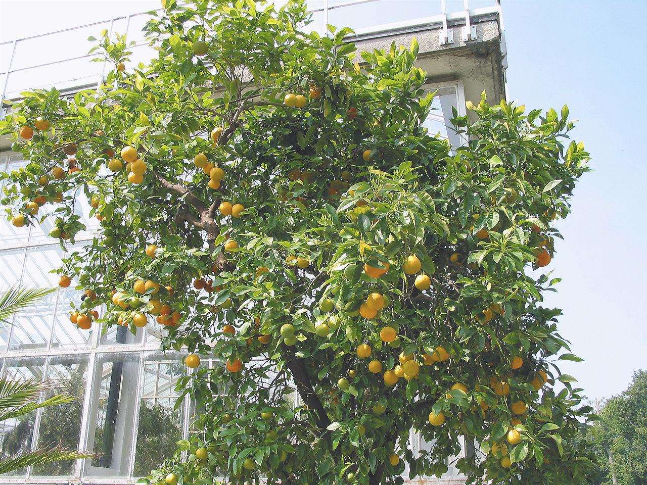 L'arancio è un albero da frutto sempreverde.