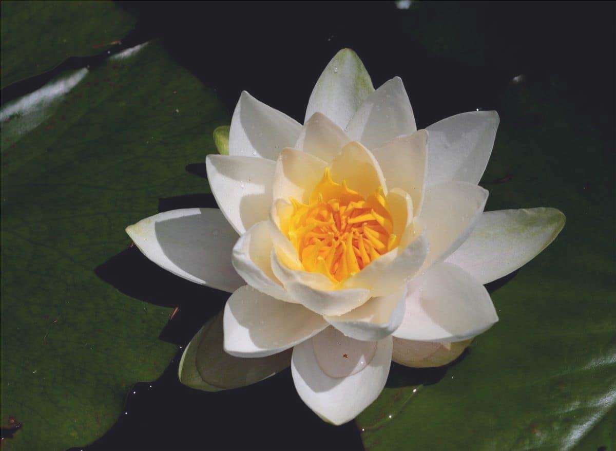 La ninfea bianca è una pianta d'acqua profonda.