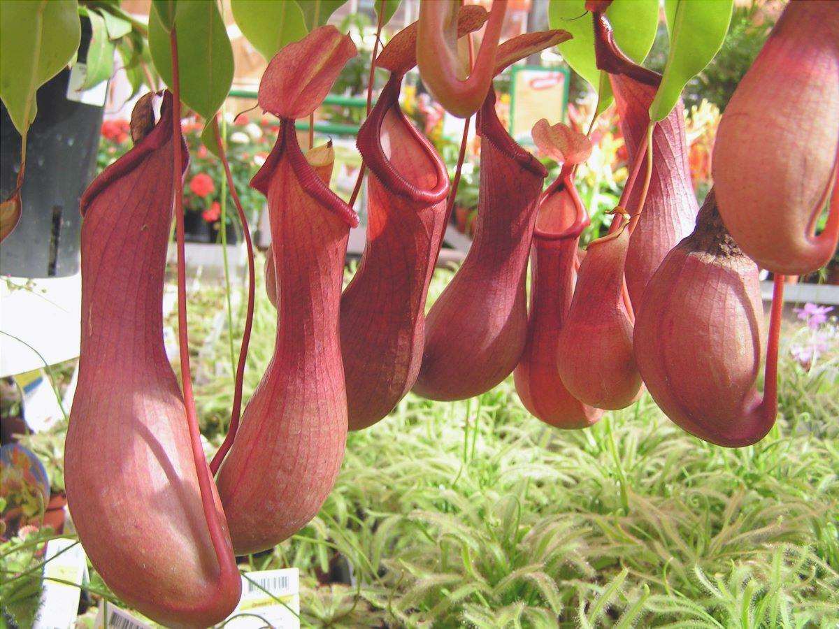 Nepenthes alata è una pianta carnivora tropicale.