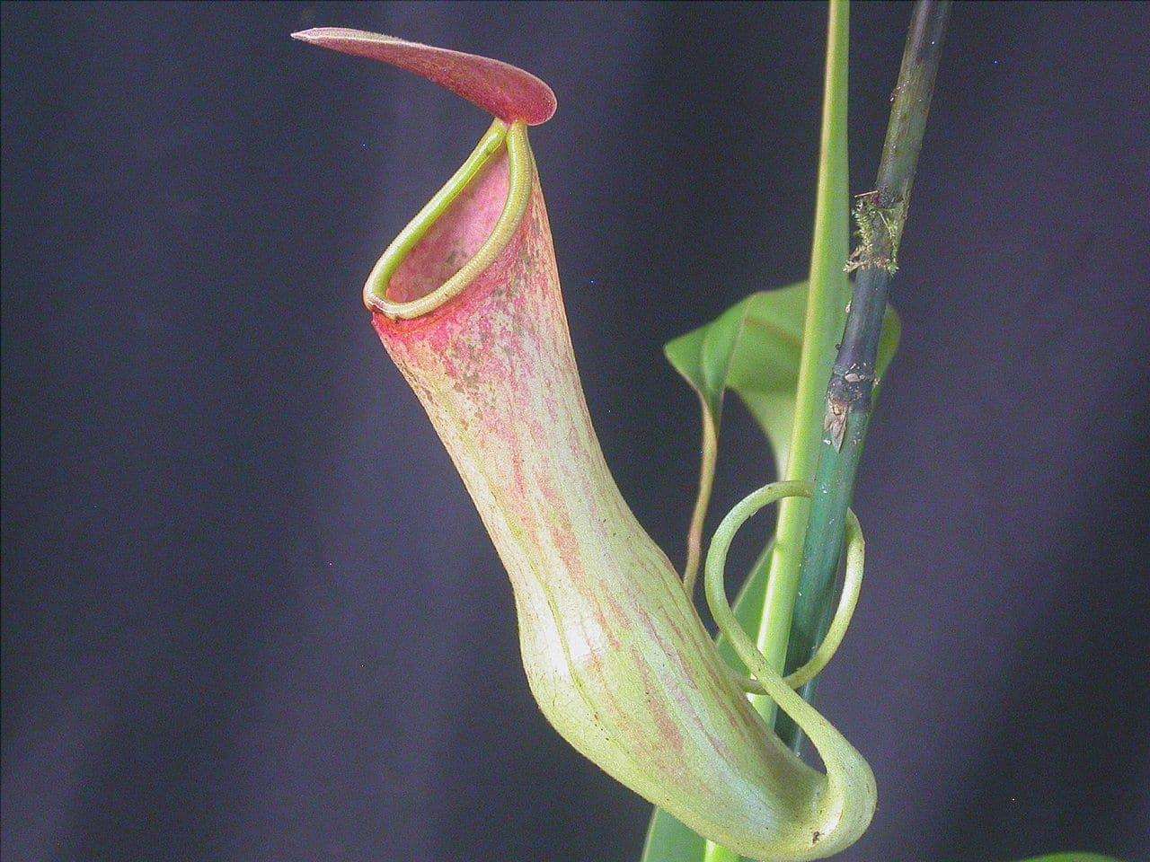 Vista di Nepenthes khasiana