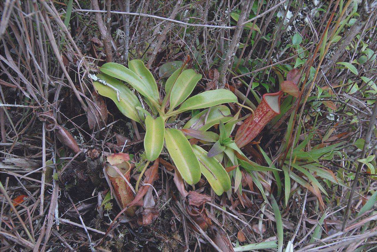 Vista di Nepenthes oblanceolata