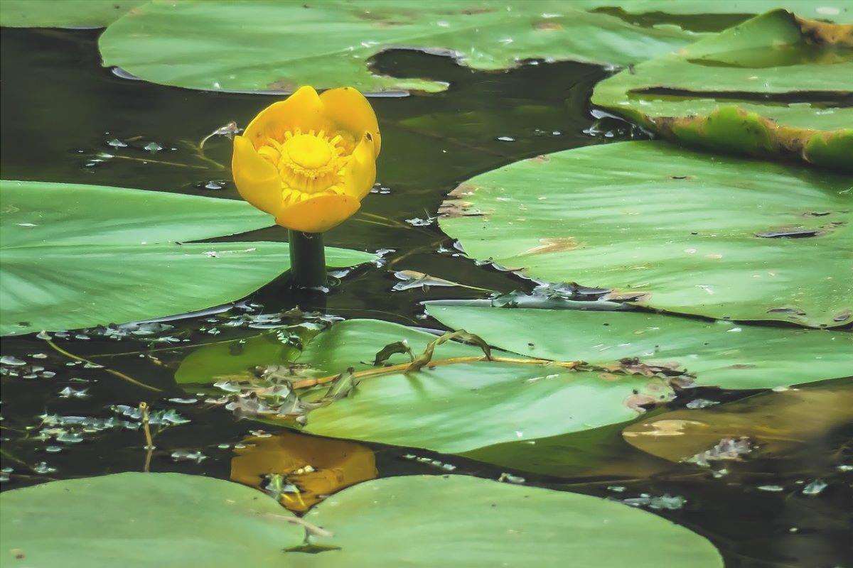 Nuphar lutea è un'acquatica con fiori gialli.