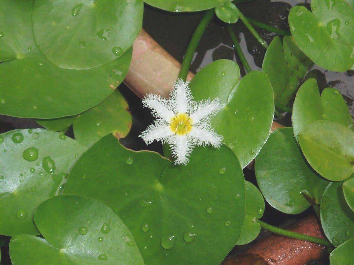 Nymphoides indica ha fiori bianchi