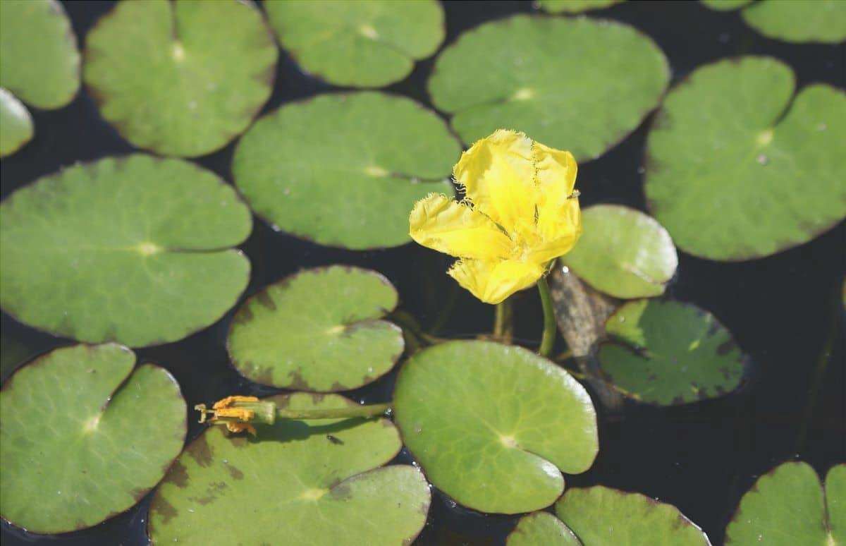 Nymphoides peltata ha fiori gialli.
