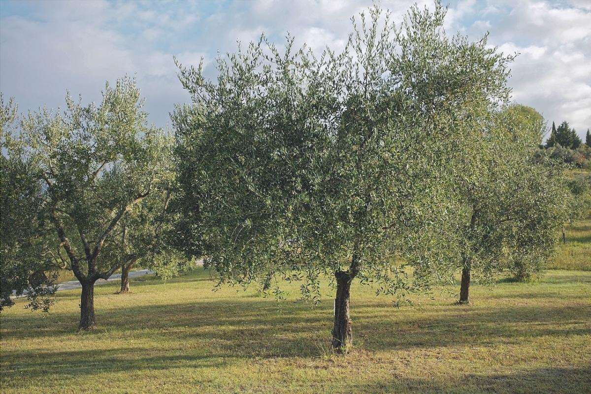 L'olivo è un albero perenne