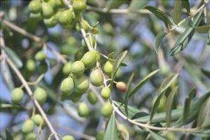 L'olivo è un albero da frutto resistente
