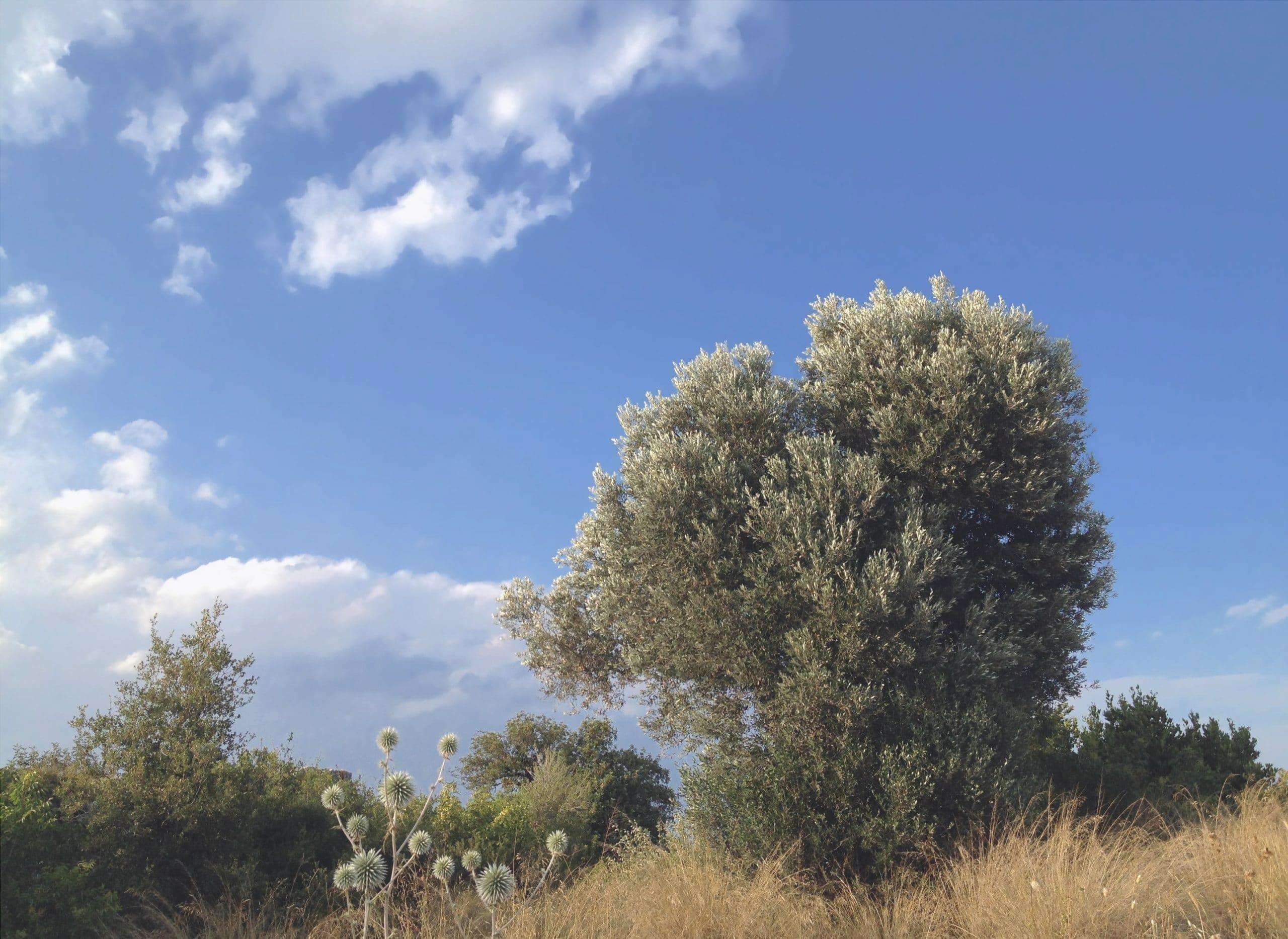 L'olivo selvatico è un grande cespuglio