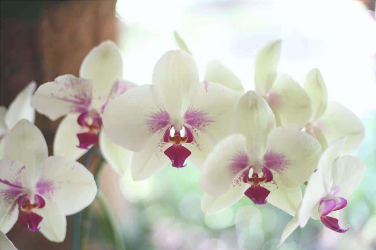 Le orchidee hanno bisogno di luce ma non di luce diretta.