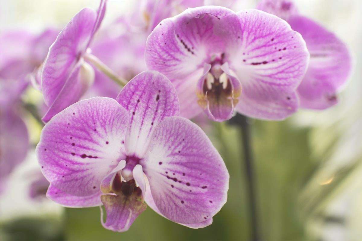 Ci sono alcune orchidee che fioriscono in inverno.
