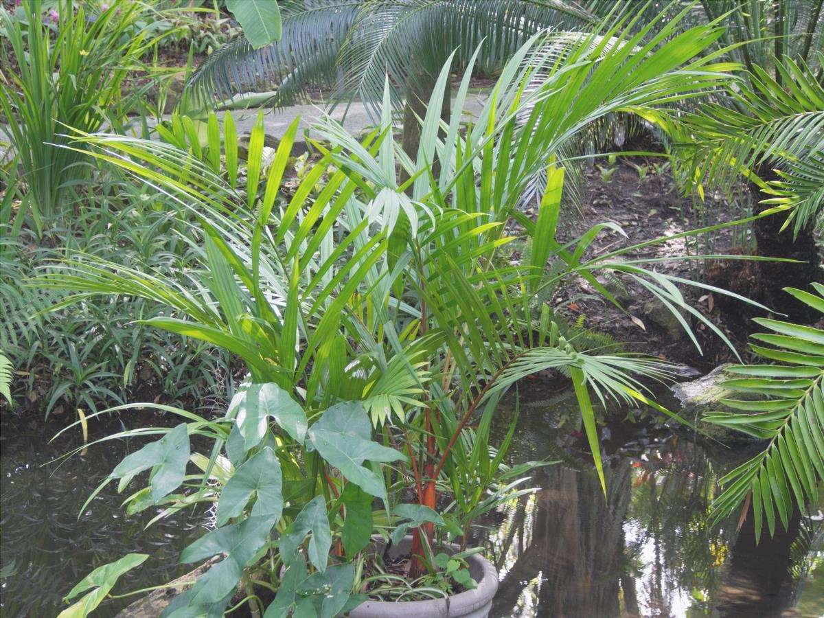 La palma rossa è una specie tropicale
