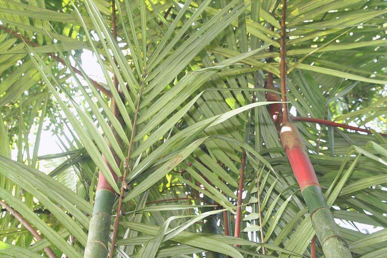 La palma rossa è una pianta a più tronchi.