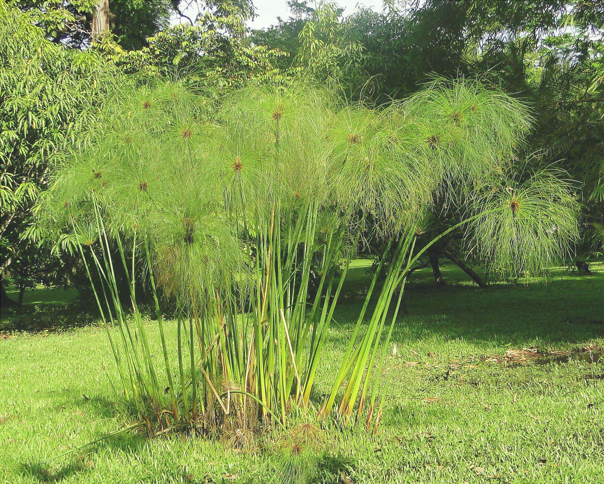 Il papiro è una pianta erbacea perenne.