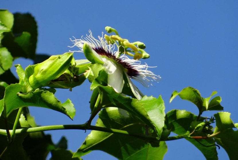 Passiflora edulis è una pianta rampicante.