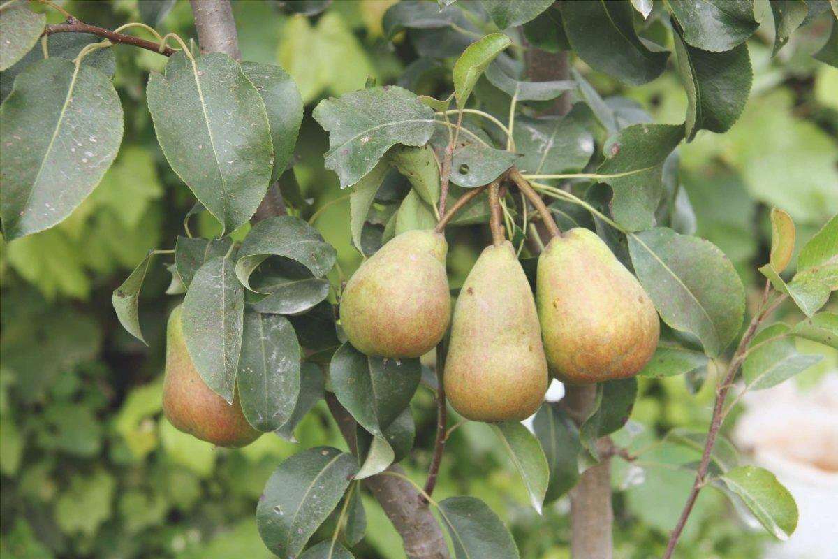 Il pero è uno dei migliori alberi da frutto per i terreni calcarei.