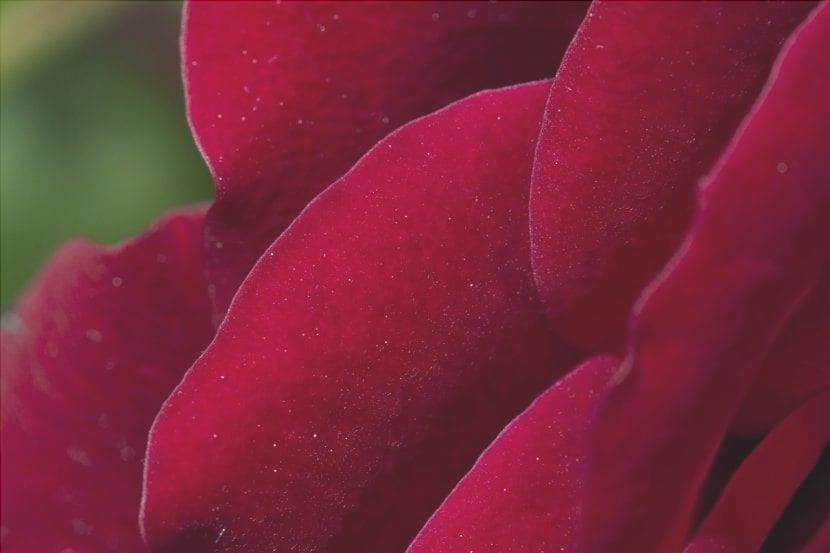 Petali di rosa rossa