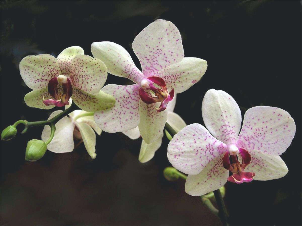 L'orchidea Phalaenopsis fiorisce in inverno e in primavera.