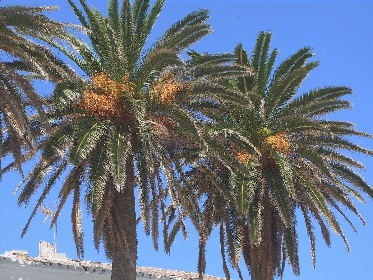 La palma canaria cresce velocemente