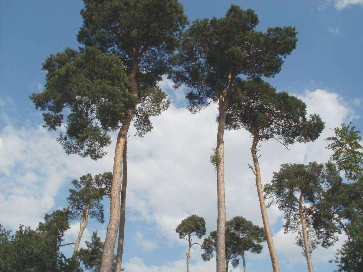 Il pino silvestre è un tipo di pino europeo.