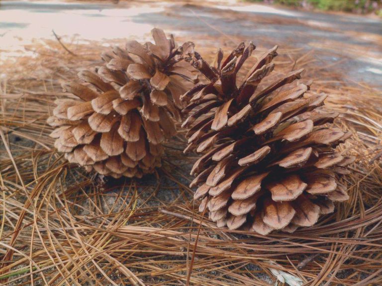 5 usi degli aghi di pino